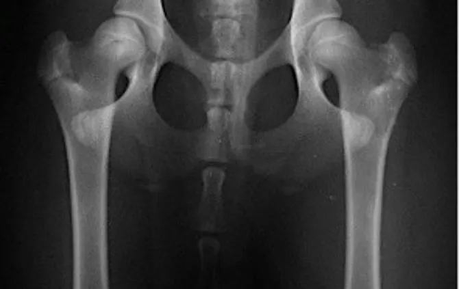 Radiografie ufficiali FSA