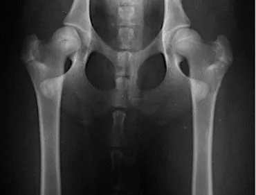 Radiografie ufficiali FSA