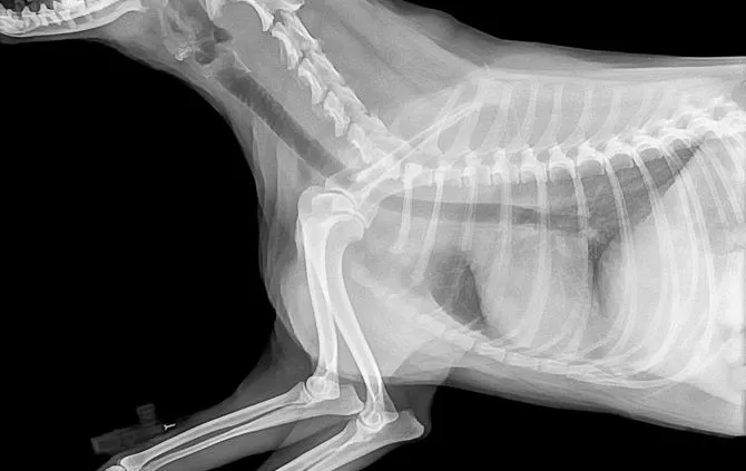 Radiografie per animali
