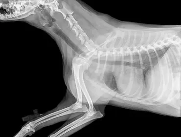 Radiografie per animali